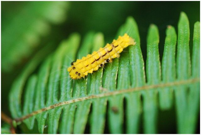 按此在新視窗瀏覽圖片
