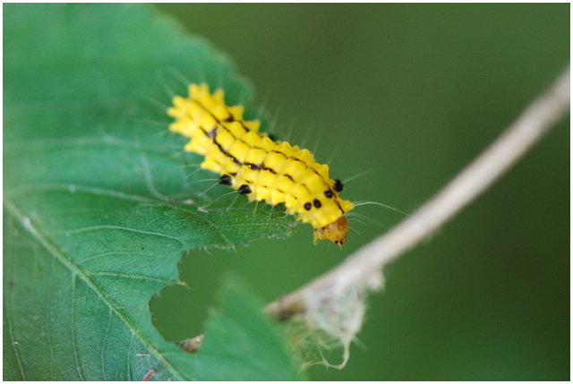 按此在新視窗瀏覽圖片