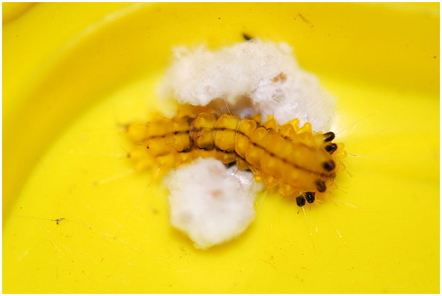 按此在新視窗瀏覽圖片