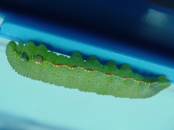 按此在新視窗瀏覽圖片