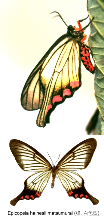 按此在新視窗瀏覽圖片