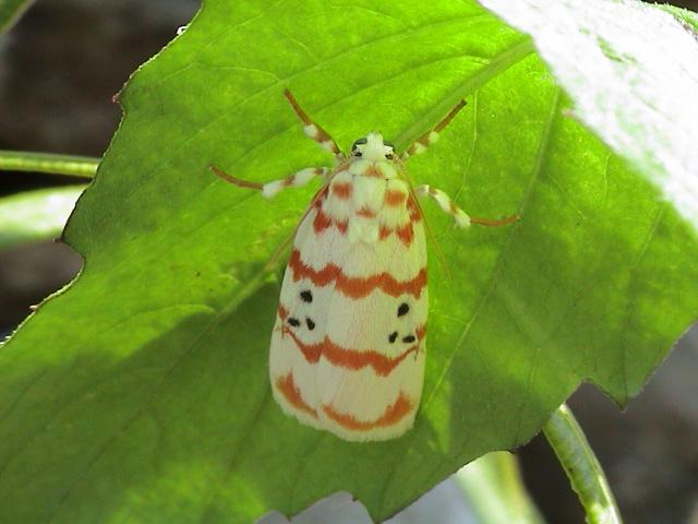 按此在新視窗瀏覽圖片