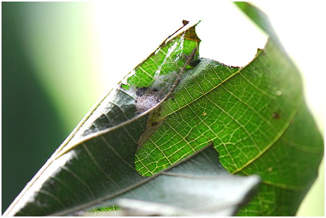 按此在新視窗瀏覽圖片