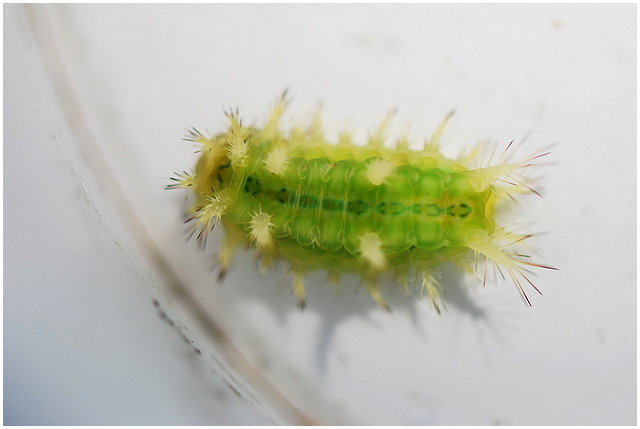 按此在新視窗瀏覽圖片