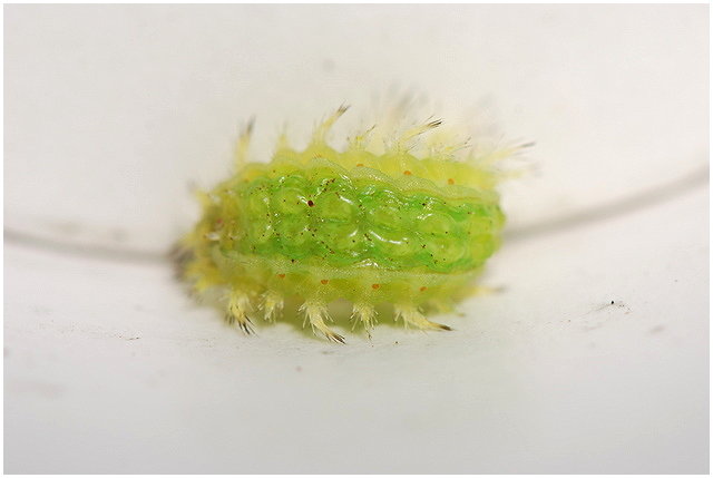 按此在新視窗瀏覽圖片