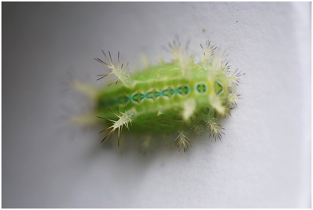 按此在新視窗瀏覽圖片