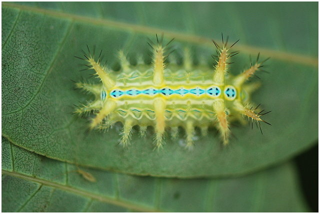 按此在新視窗瀏覽圖片