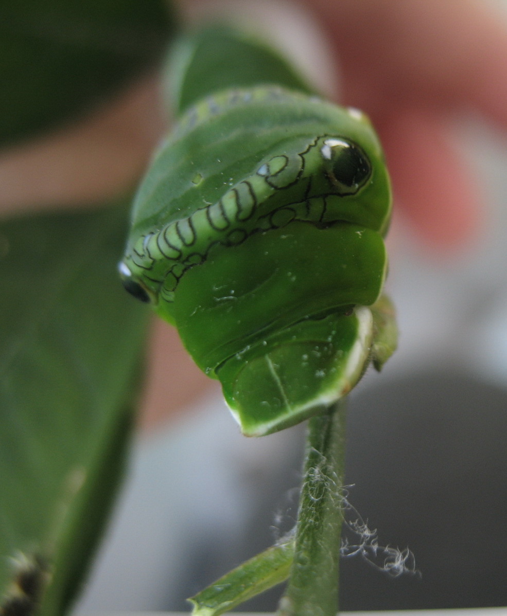 按此在新視窗瀏覽圖片