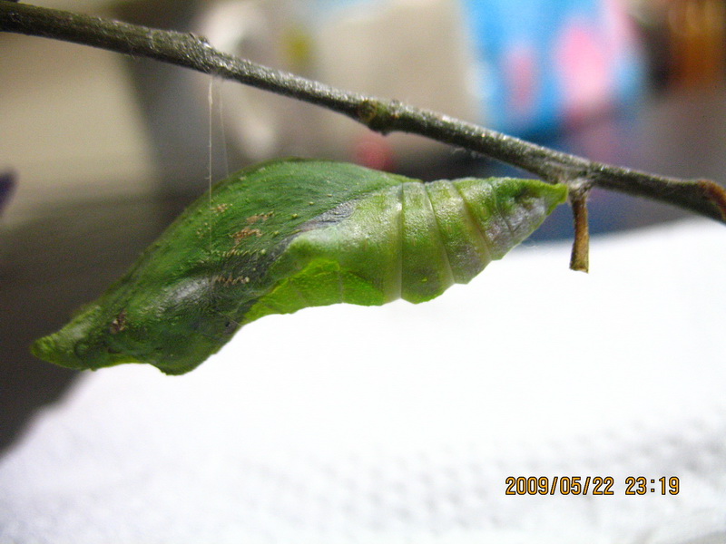 按此在新視窗瀏覽圖片