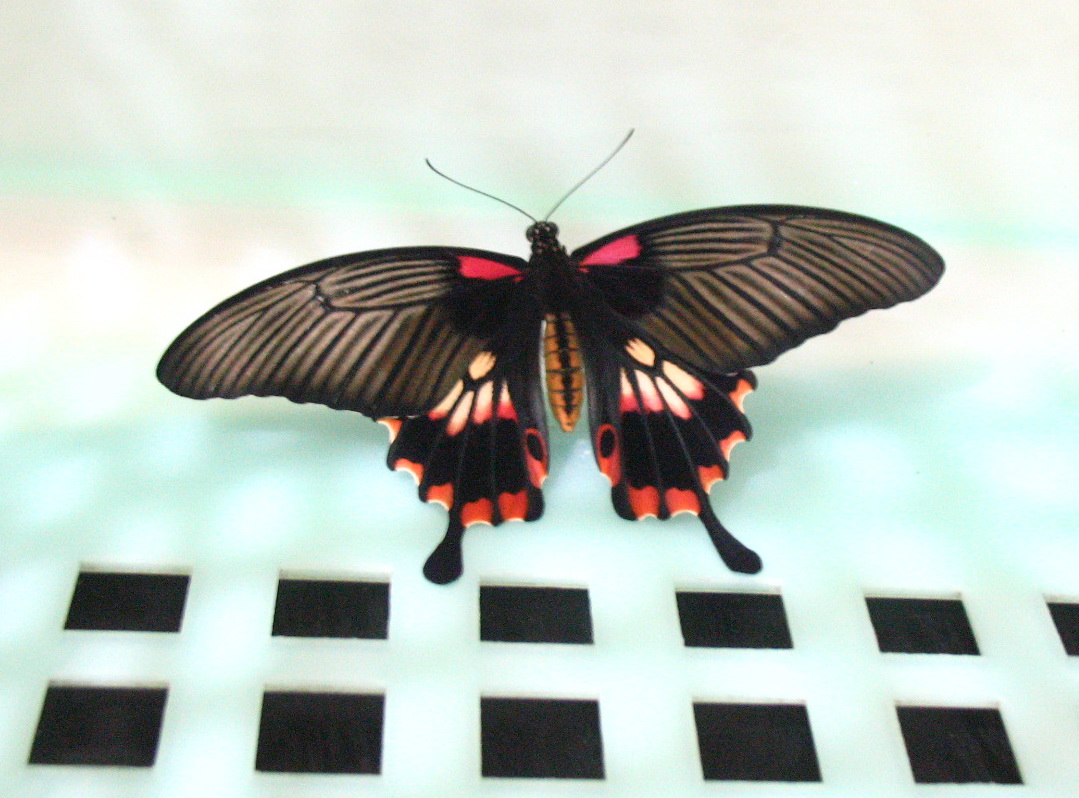 按此在新視窗瀏覽圖片