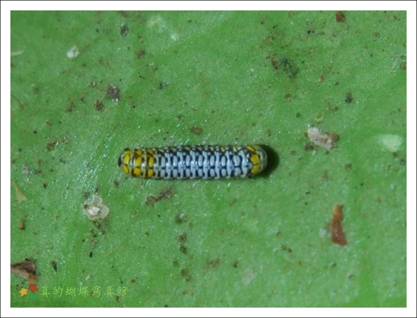 按此在新視窗瀏覽圖片