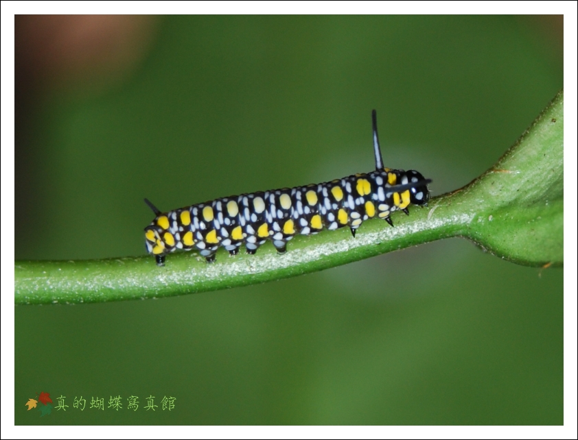 按此在新視窗瀏覽圖片