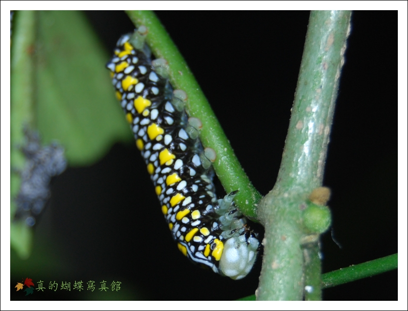 按此在新視窗瀏覽圖片