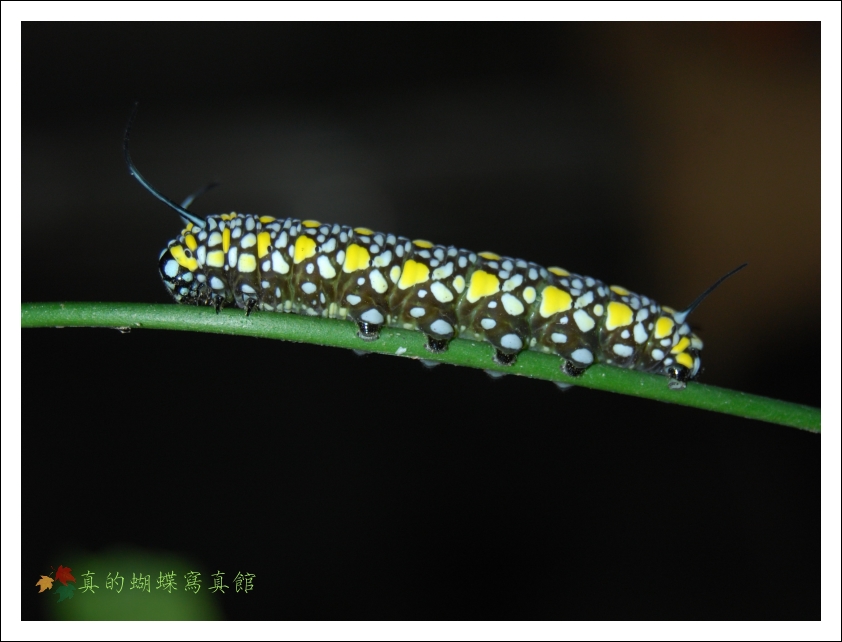 按此在新視窗瀏覽圖片