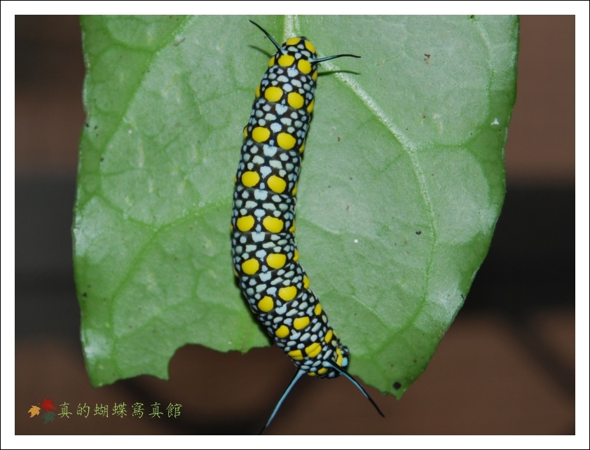 按此在新視窗瀏覽圖片