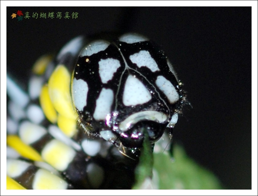 按此在新視窗瀏覽圖片