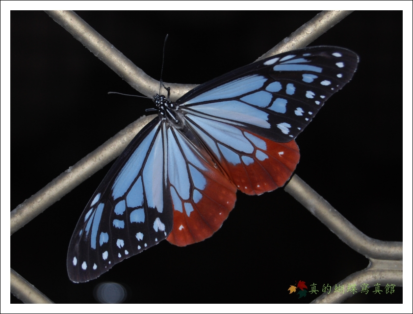 按此在新視窗瀏覽圖片