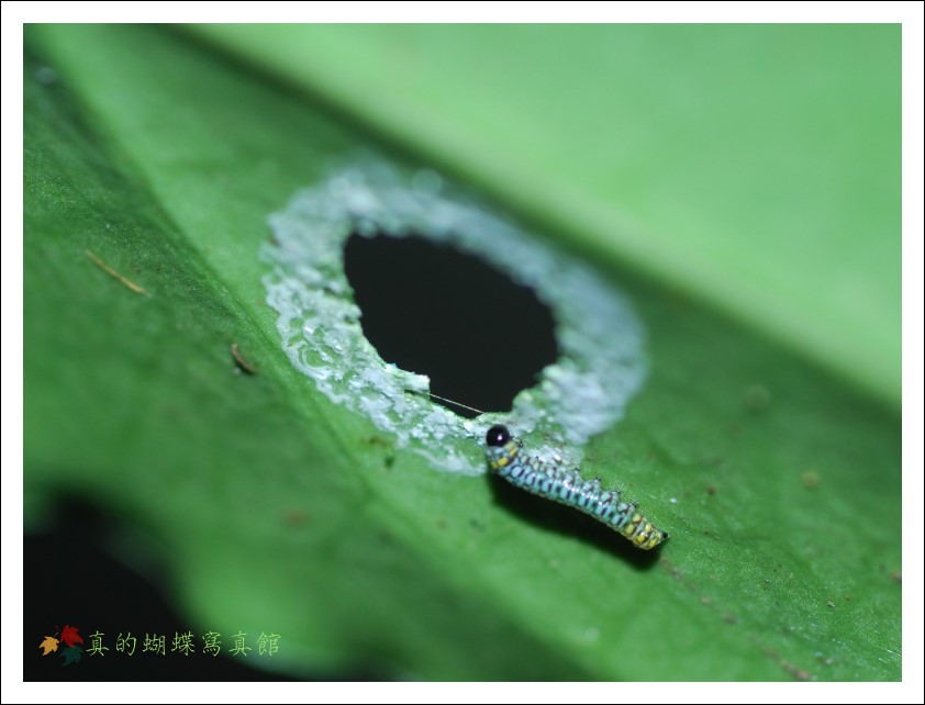 按此在新視窗瀏覽圖片