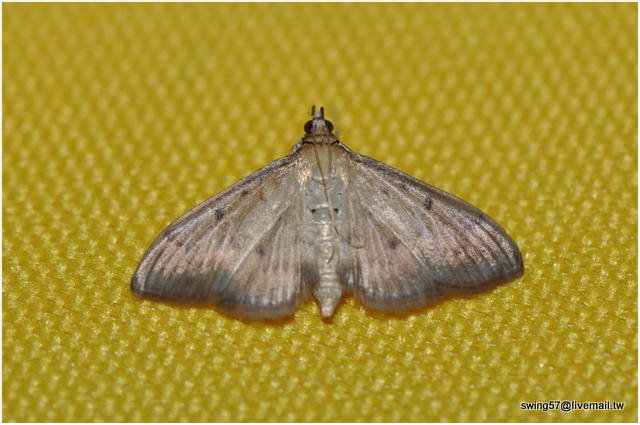 按此在新視窗瀏覽圖片