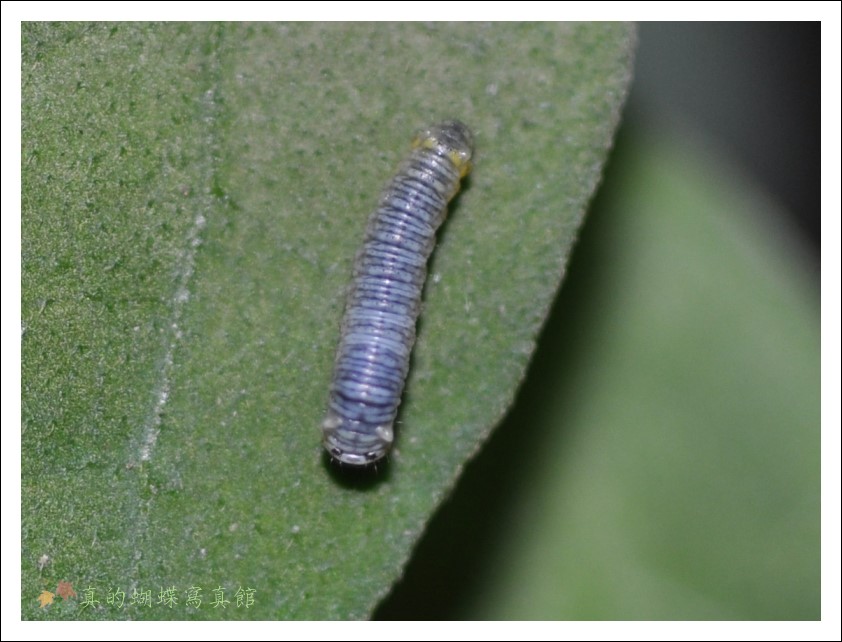 按此在新視窗瀏覽圖片