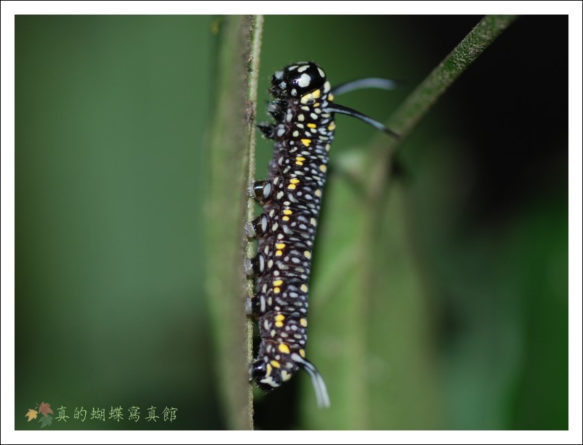 按此在新視窗瀏覽圖片