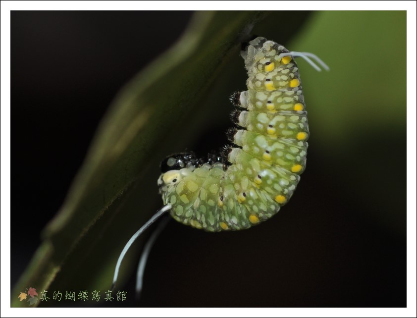 按此在新視窗瀏覽圖片