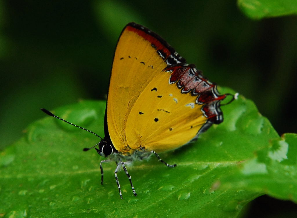 «ö¦¹¦b·sµøµ¡ÂsÄý¹Ï¤ù