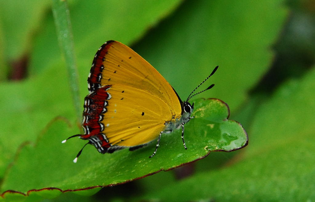 «ö¦¹¦b·sµøµ¡ÂsÄý¹Ï¤ù