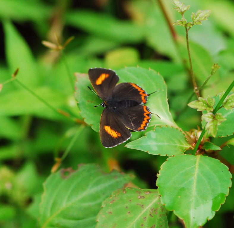 «ö¦¹¦b·sµøµ¡ÂsÄý¹Ï¤ù