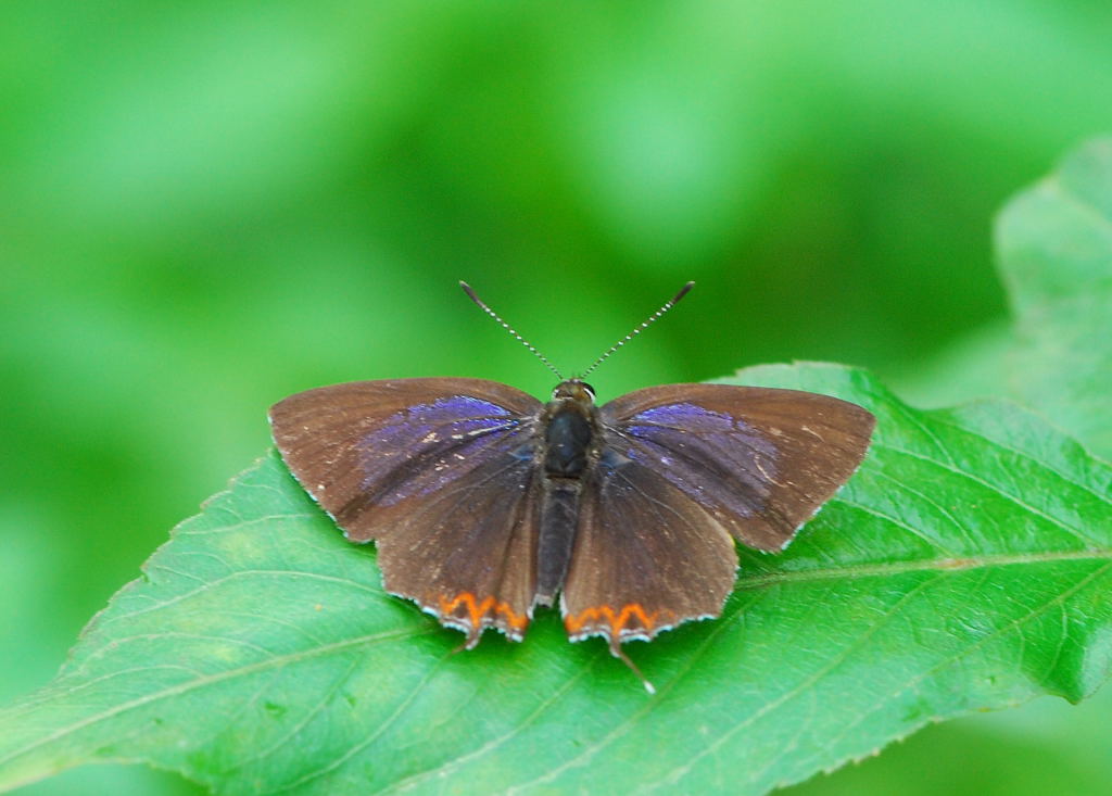 «ö¦¹¦b·sµøµ¡ÂsÄý¹Ï¤ù