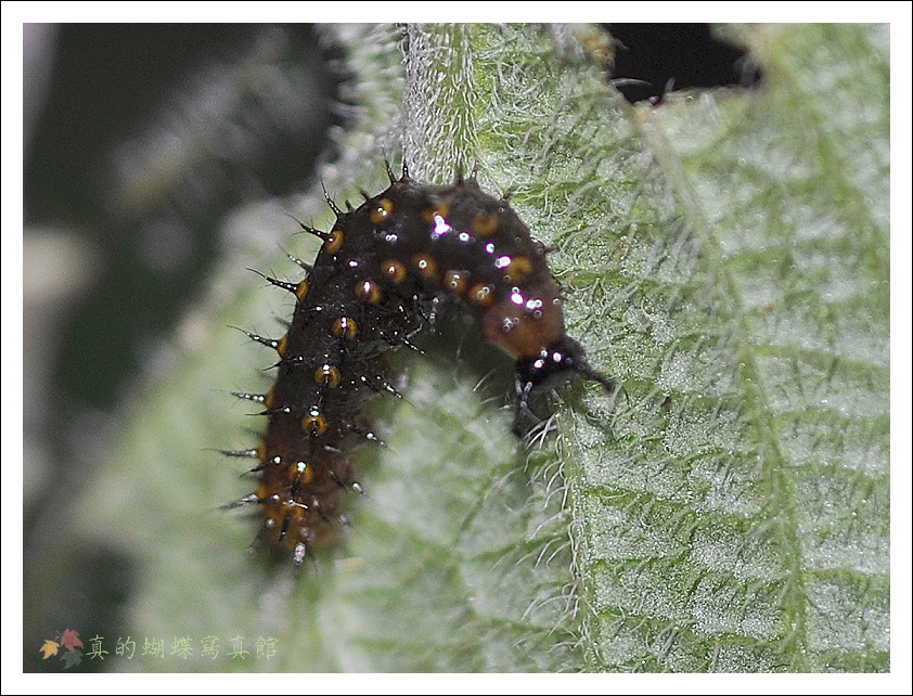 按此在新視窗瀏覽圖片