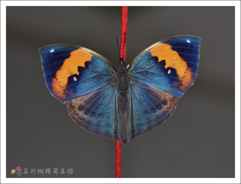 按此在新視窗瀏覽圖片