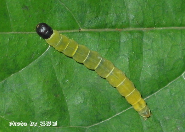 按此在新視窗瀏覽圖片