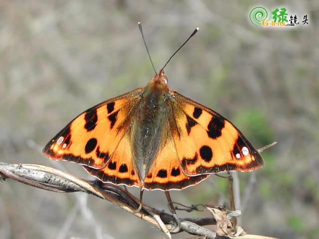 按此在新視窗瀏覽圖片