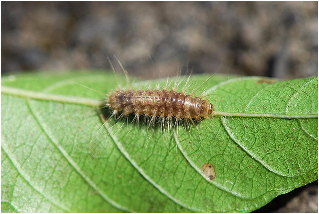 «ö¦¹¦b·sµøµ¡ÂsÄý¹Ï¤ù