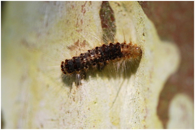 «ö¦¹¦b·sµøµ¡ÂsÄý¹Ï¤ù