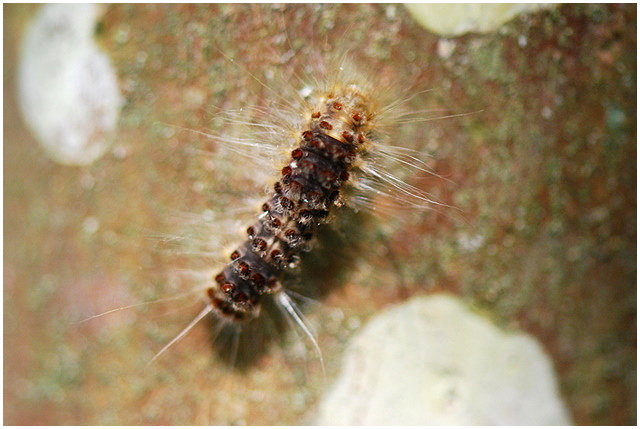 «ö¦¹¦b·sµøµ¡ÂsÄý¹Ï¤ù