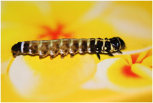 按此在新視窗瀏覽圖片