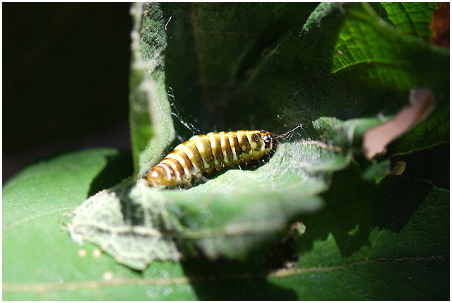 按此在新視窗瀏覽圖片