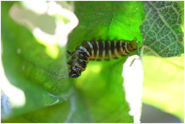 按此在新視窗瀏覽圖片