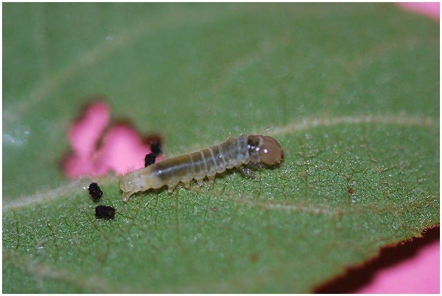 按此在新視窗瀏覽圖片