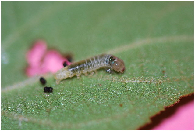 按此在新視窗瀏覽圖片