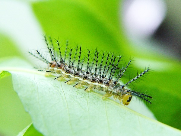 按此在新視窗瀏覽圖片