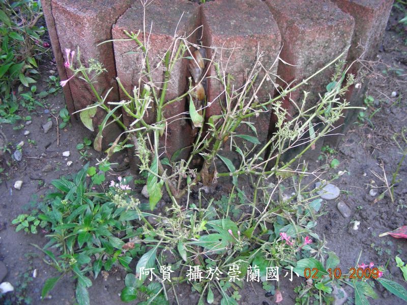 按此在新視窗瀏覽圖片