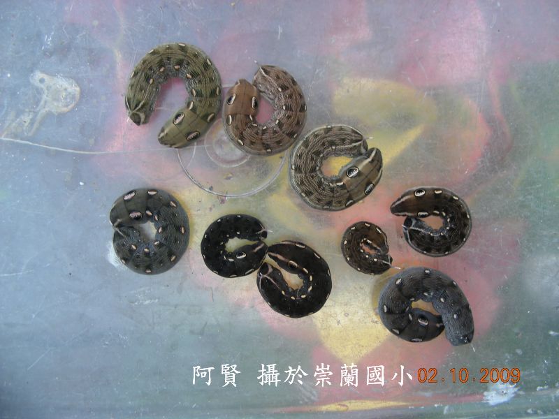 按此在新視窗瀏覽圖片