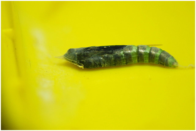 按此在新視窗瀏覽圖片