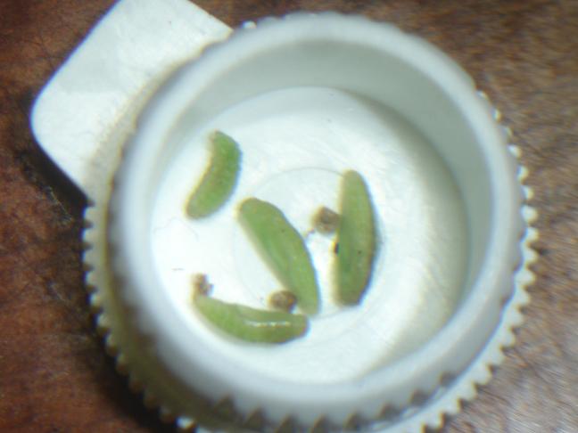 按此在新視窗瀏覽圖片