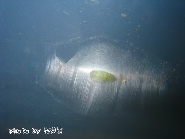 按此在新視窗瀏覽圖片