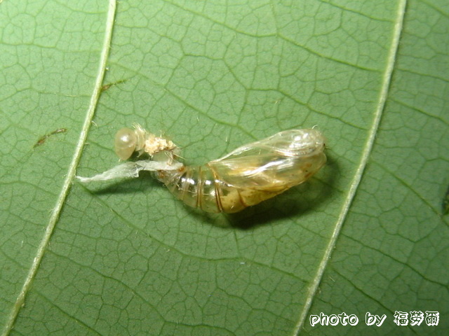 按此在新視窗瀏覽圖片