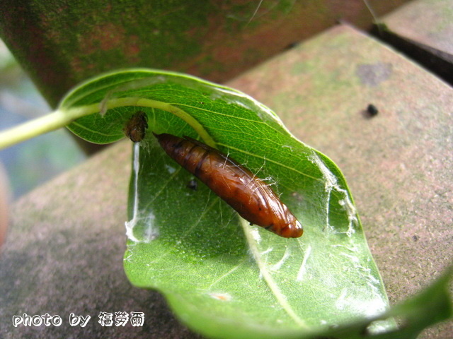 按此在新視窗瀏覽圖片